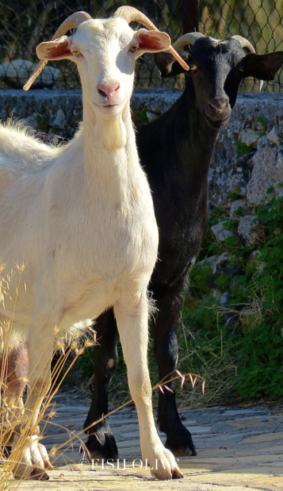 Goats Halki Tragea Naxos